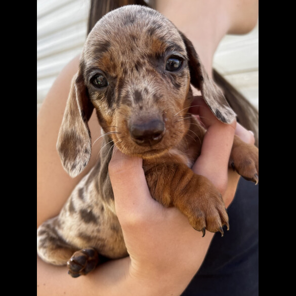 Dachshund (Standard &amp; Miniature) - Both