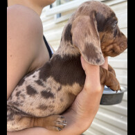 Dachshund (Standard &amp; Miniature) - Both