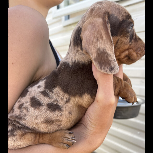 Dachshund (Standard &amp; Miniature) - Both