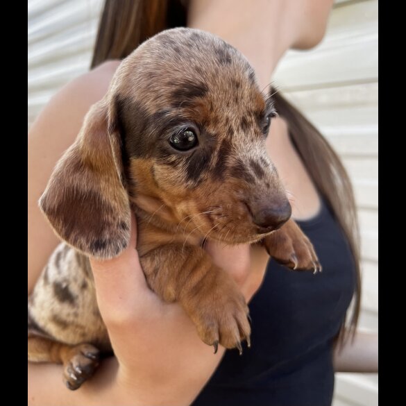 Dachshund (Standard &amp; Miniature) - Both
