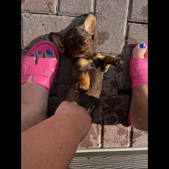Dachshund (Standard &amp; Miniature) - Both