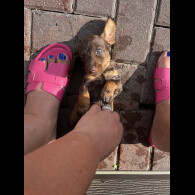 Dachshund (Standard &amp; Miniature) - Both