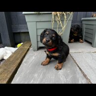 Dachshund (Standard &amp; Miniature) - Both