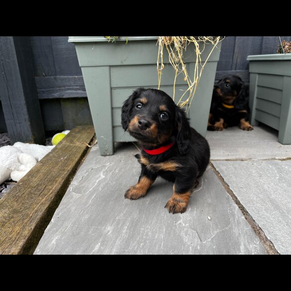 Dachshund (Standard &amp; Miniature) - Both
