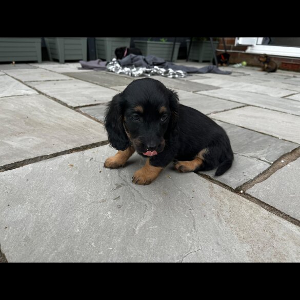 Dachshund (Standard &amp; Miniature) - Both