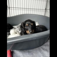 Dachshund (Standard &amp; Miniature) - Both