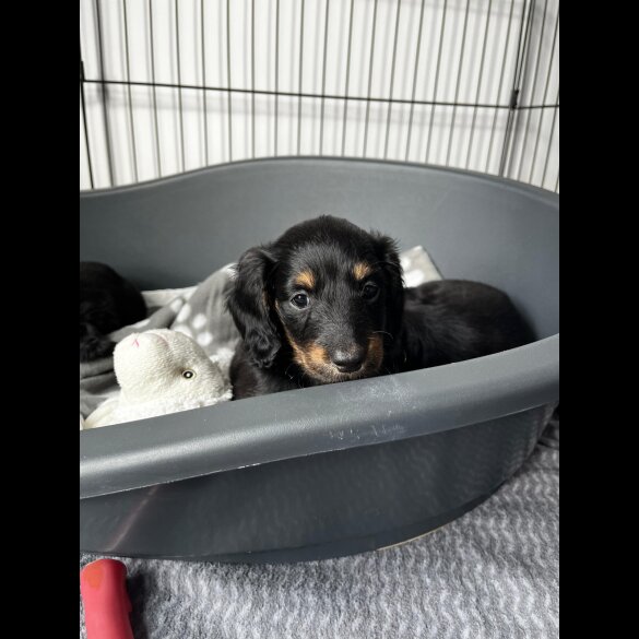 Dachshund (Standard &amp; Miniature) - Both