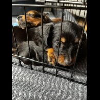 Dachshund (Standard &amp; Miniature) - Both