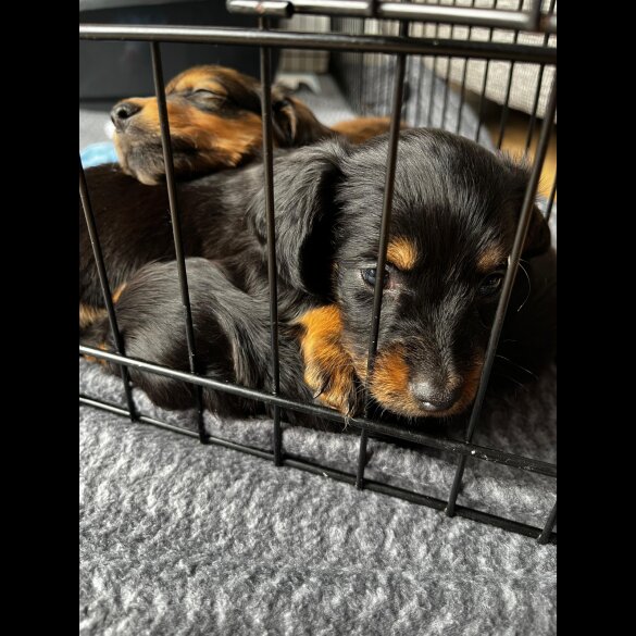 Dachshund (Standard &amp; Miniature) - Both