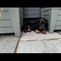 Dachshund (Standard &amp; Miniature) - Both