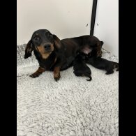 Dachshund (Standard &amp; Miniature) - Bitches