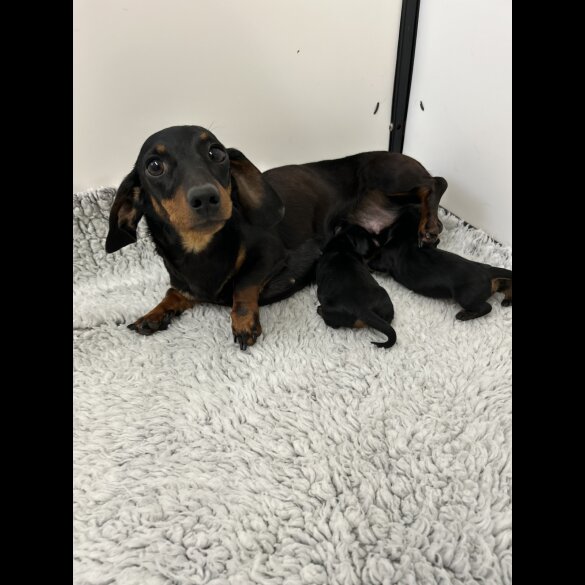 Dachshund (Standard &amp; Miniature) - Bitches