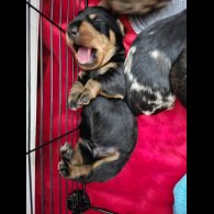 Dachshund (Standard &amp; Miniature) - Both
