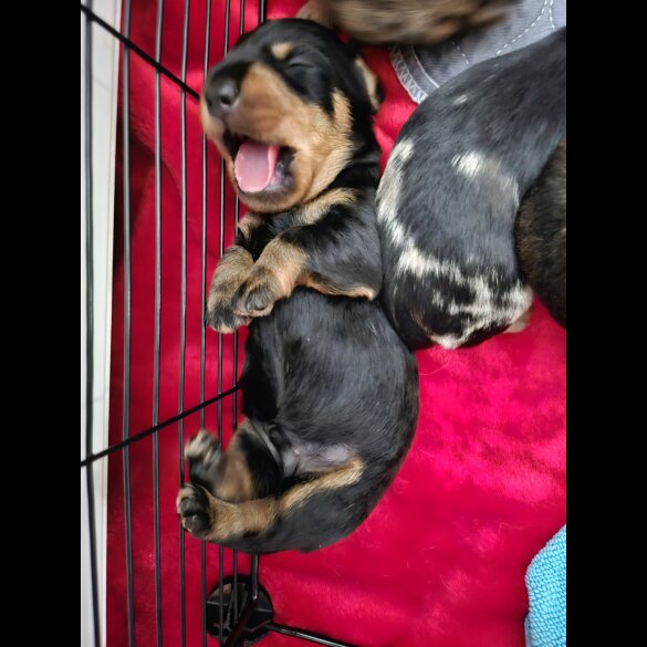 Dachshund (Standard &amp; Miniature) - Both