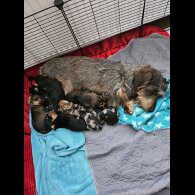 Dachshund (Standard &amp; Miniature) - Both