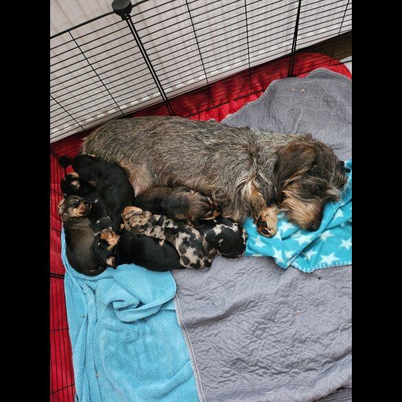 Dachshund (Standard &amp; Miniature) - Both