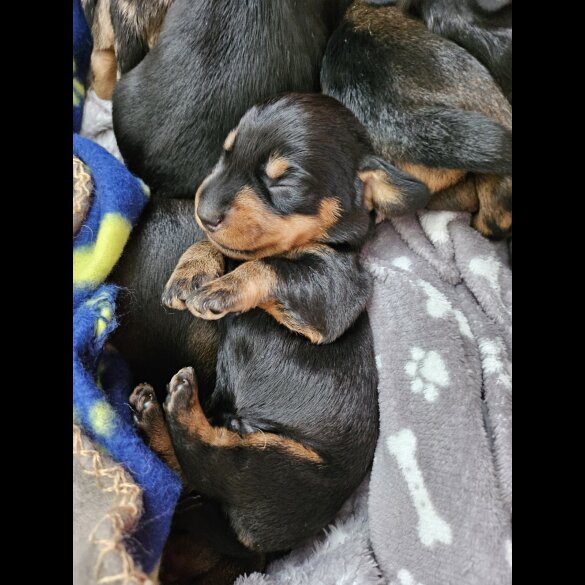Dachshund (Standard &amp; Miniature) - Both