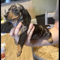 Dachshund (Standard &amp; Miniature) - Both