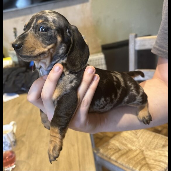 Dachshund (Standard &amp; Miniature) - Both