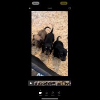 Dachshund (Standard &amp; Miniature) - Both
