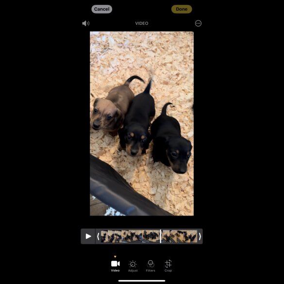 Dachshund (Standard &amp; Miniature) - Both