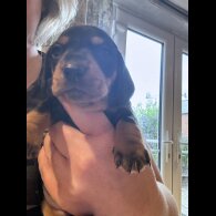Dachshund (Standard &amp; Miniature) - Both