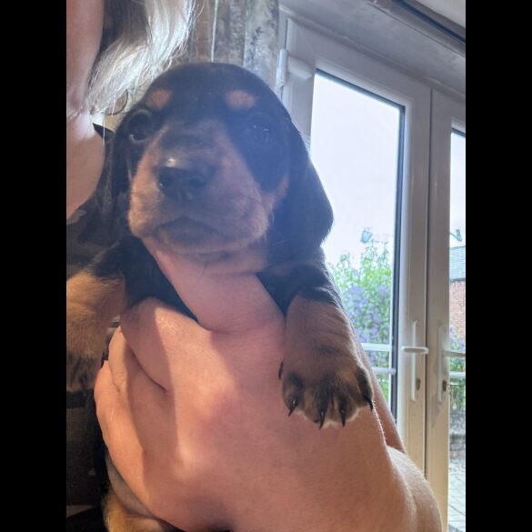 Dachshund (Standard &amp; Miniature) - Both