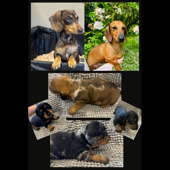Dachshund (Standard &amp; Miniature) - Both