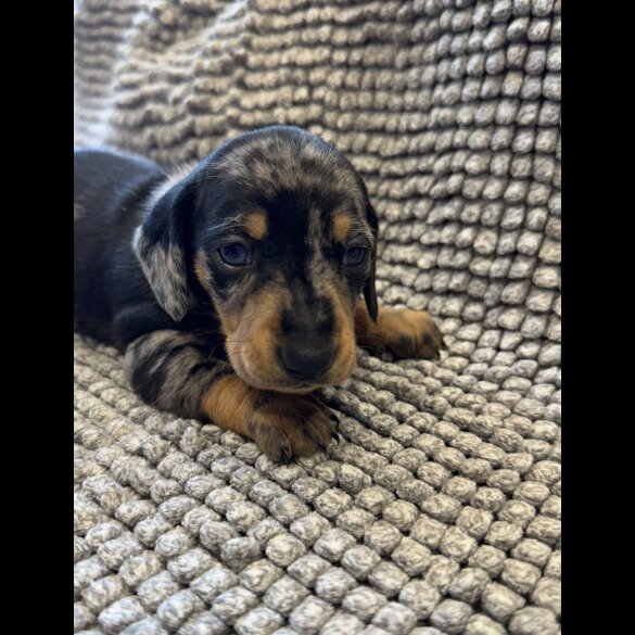 Dachshund (Standard &amp; Miniature) - Both