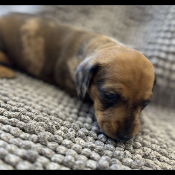 Dachshund (Standard &amp; Miniature) - Both