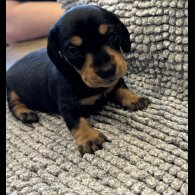 Dachshund (Standard &amp; Miniature) - Both