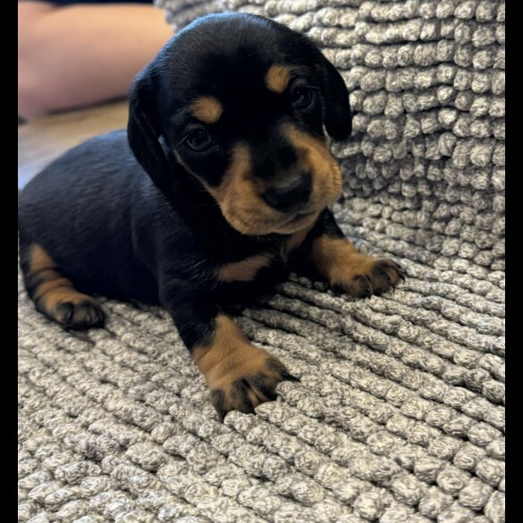 Dachshund (Standard &amp; Miniature) - Both
