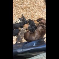 Dachshund (Standard &amp; Miniature) - Both