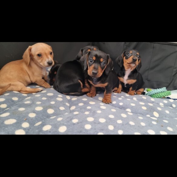 Dachshund (Standard &amp; Miniature) - Both