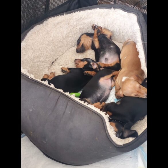 Dachshund (Standard &amp; Miniature) - Both