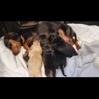 Dachshund (Standard &amp; Miniature) - Both