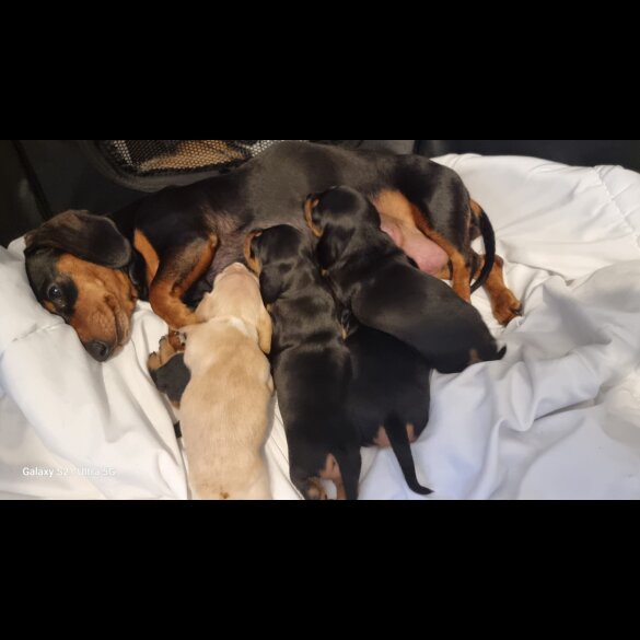 Dachshund (Standard &amp; Miniature) - Both