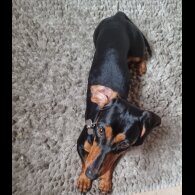Dachshund (Standard &amp; Miniature) - Both