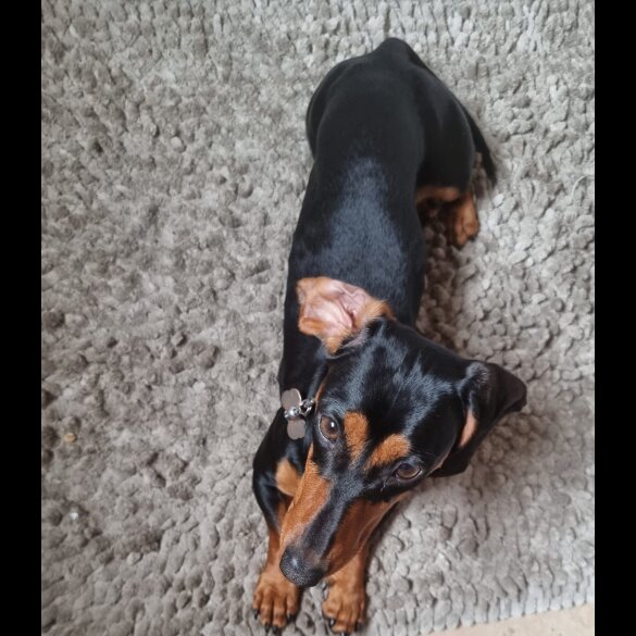 Dachshund (Standard &amp; Miniature) - Both