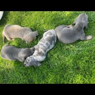 Dachshund (Standard &amp; Miniature) - Both