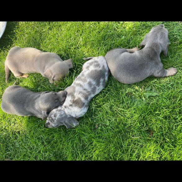 Dachshund (Standard &amp; Miniature) - Both