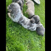 Dachshund (Standard &amp; Miniature) - Both