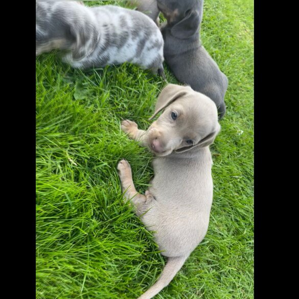 Dachshund (Standard &amp; Miniature) - Both