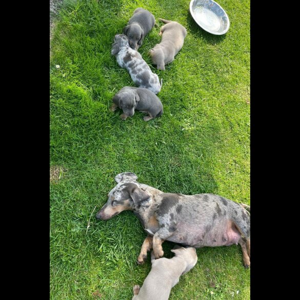 Dachshund (Standard &amp; Miniature) - Both
