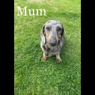 Dachshund (Standard &amp; Miniature) - Both