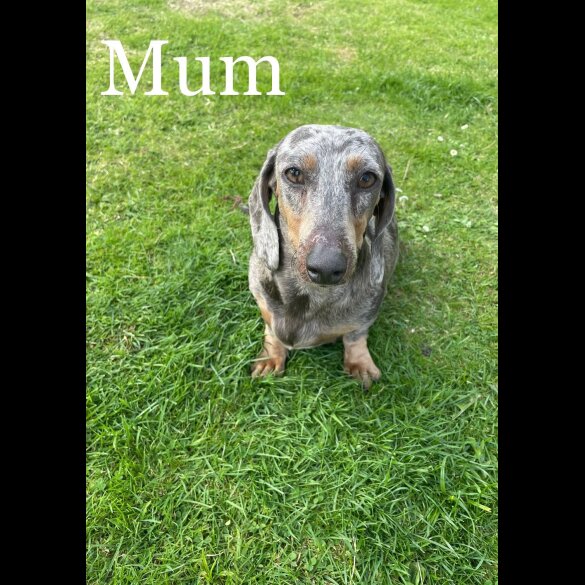 Dachshund (Standard &amp; Miniature) - Both