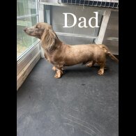 Dachshund (Standard &amp; Miniature) - Both