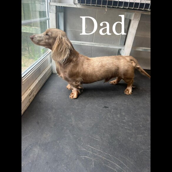 Dachshund (Standard &amp; Miniature) - Both