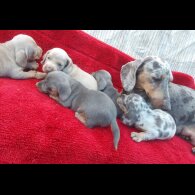 Dachshund (Standard &amp; Miniature) - Both