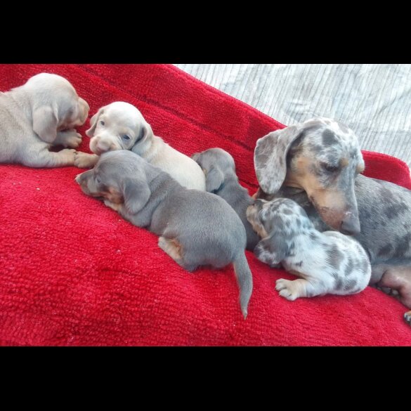 Dachshund (Standard &amp; Miniature) - Both